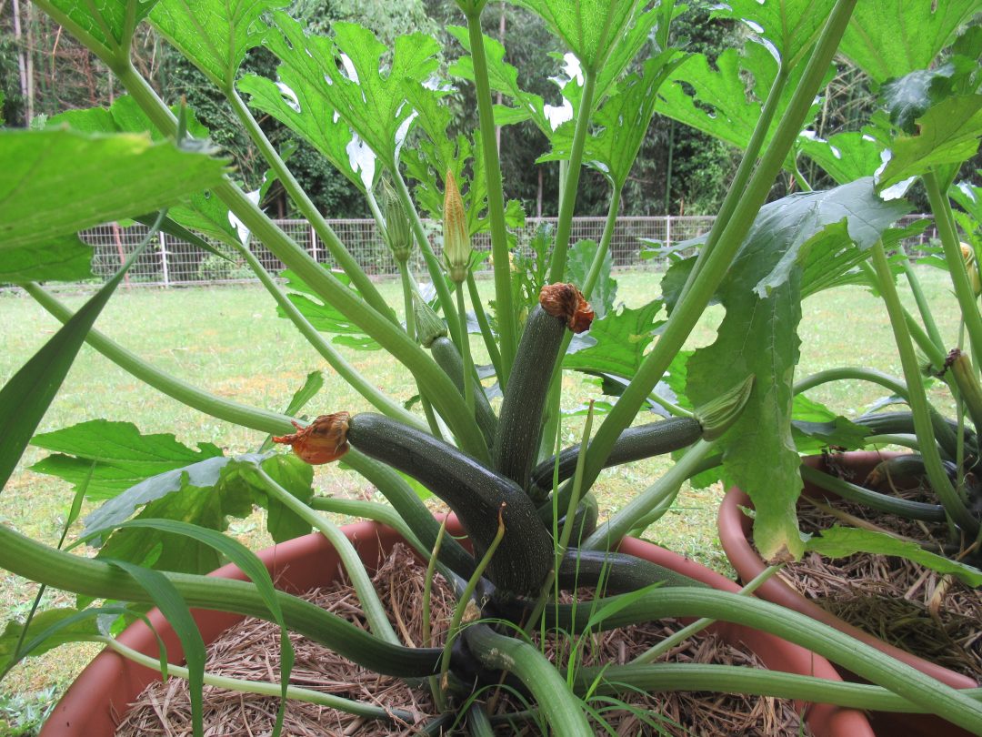 夏野菜の収穫┃施設だよりWEB版┃健祥会グループ